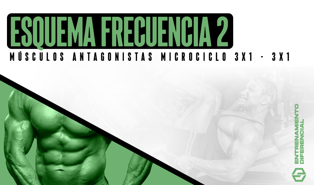 ESQUEMA MÚSCULOS ANTAGONISTAS MICROCICLO 3X1 - 3X1